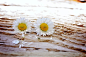 Two White Petal Flower on Surface