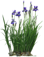 FA22菖蒲3