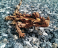 The Thorny Devil