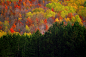 Photograph  Autumn in the Forest by Carlos Rojas on 500px