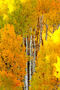 桦树林秋季，科罗拉多州。