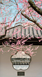 a tree with pink flowers in front of a building