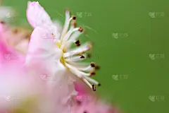 野生植物,真人大小的,苔藓,夏天,草,英国,光,植物学,清新,大特写