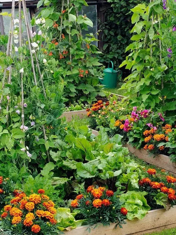 花园就是菜园，菜园就是花园