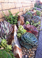 Succulent Landscape featuring Stone - LOVE