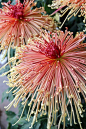 Japanese Chrysanthemum.