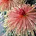 Japanese Chrysanthemum.