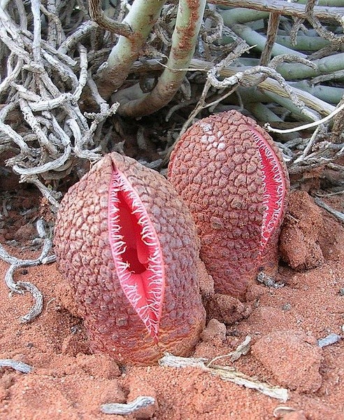 非洲白鹭花(Hydnora africa...