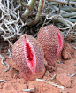 非洲白鹭花(Hydnora africana)是非洲南部的一种本土植物，通常它生长在干旱贫瘠的沙漠地区，这种花是在地下生长，除了像肉般的花朵裸露在地面上，释放出一种尸体恶臭吸引着蜣螂、食尸甲虫。美丽鲜红花朵的是一个陷阱，引甲虫进入到花朵之中困死，吸收养份