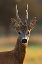 Portrait of blind roe deer by JMrocek