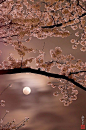 ✯ Cherry Blossom Moon