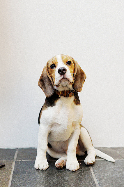  #狗狗#