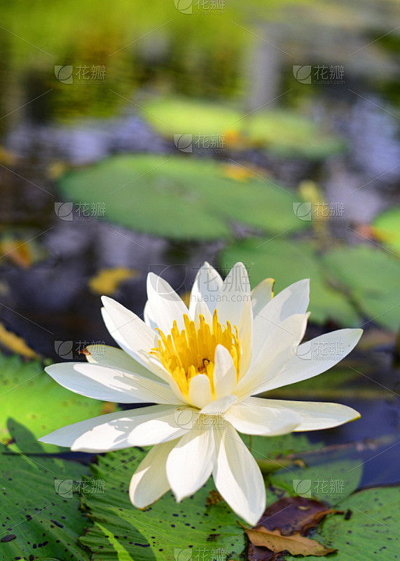 荷花,自然美,自然,垂直画幅,水,美,绿...