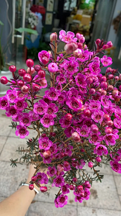 ZR是阿呱采集到花花世界