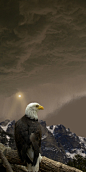 eagle | Great Pixs