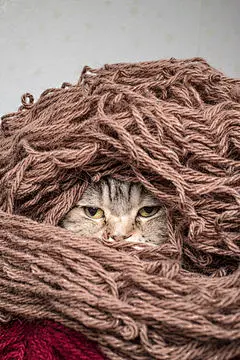 点击来源直接获取大图文件 |有趣的猫咪为秋冬做准备