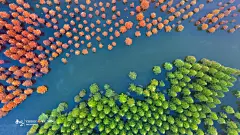半江瑟瑟半江红摄影照片