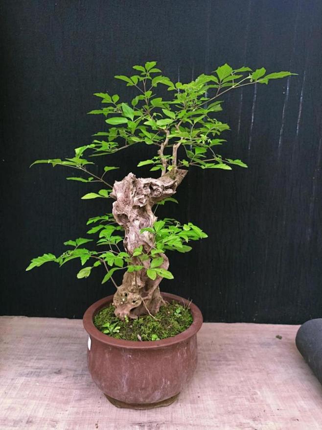 黄荆盆景_百度图片搜索