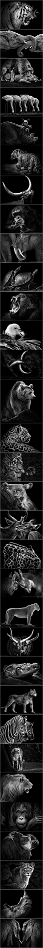 摄影师Wolf Ademeit拍摄的动物, 用黑白照片诠释了动物的霸气和灵性