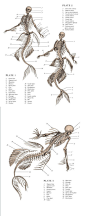 人鱼的骨骼，