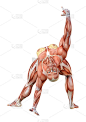 3D插图女性数字与肌肉地图上的白色