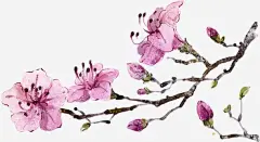 手绘桃花高清素材 设计图片 免费下载 页面网页 平面电商 创意素材 png素材