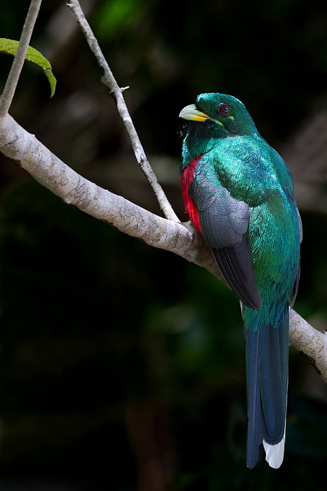 咬鹃目咬鹃科非洲咬鹃属绿颊咬鹃