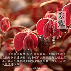 【今日，寒露】①今日4时33分，寒露至。②“露气寒冷，将凝结也”，寒露节气是天气转凉的象征，标志着天气由凉爽向寒冷过渡。③“金秋之时，燥气当令”，寒露期间养生的重点是养阴防燥、润肺益胃。④“寒露不露脚”，进入寒露后要特别注意保暖，尤其是脚部。天冷了，记得添衣哦~转给你关心的TA