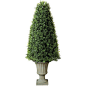 36" Boxwood Cone Topiary