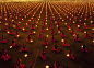 泰国的一座寺庙，数千名僧人整齐地坐在广场上诵经，庆祝万佛节，景象非常壮观。