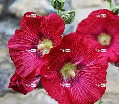 蜀葵 美丽的花朵 花卉背景 雀斑 粉色 竿 花 色泽鲜艳 花壁纸