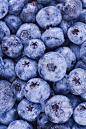 表面覆盖着一层厚厚的蓝莓，是荒原上丰收的果实。自然背景。越桔(沼泽越桔，沼泽蓝莓，北部越桔或西部越桔
