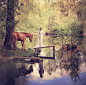 Tatyana Nevmerzhytska在 500px 上的照片Once upon a time in a magic forest...