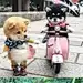 芯祈祷