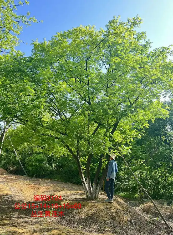 丛生黄连木-花瓣网