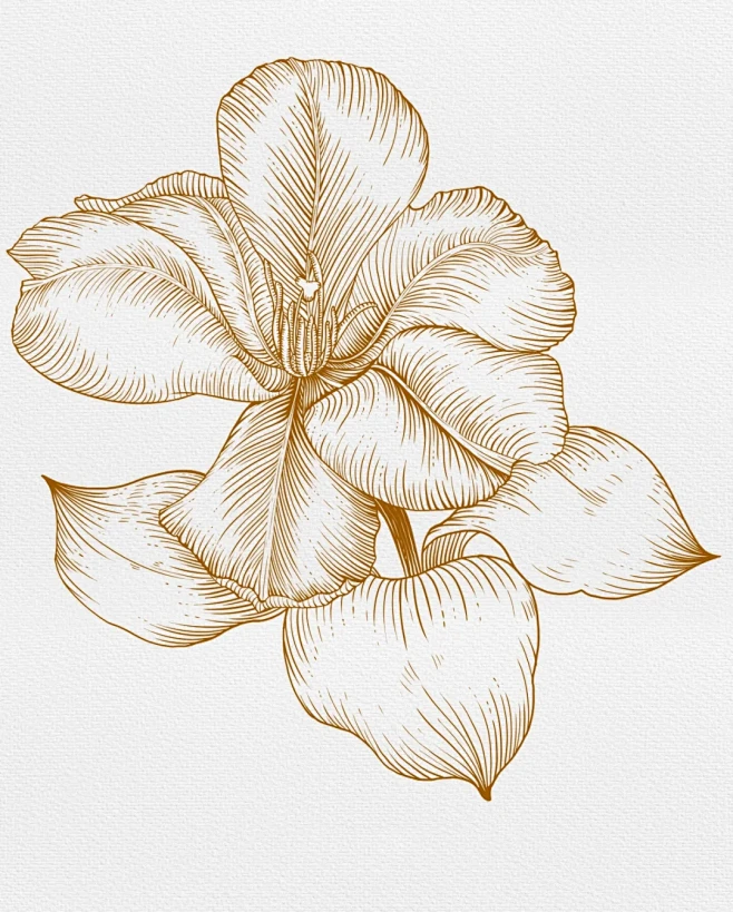 版画-花卉 - 小红书-花瓣网