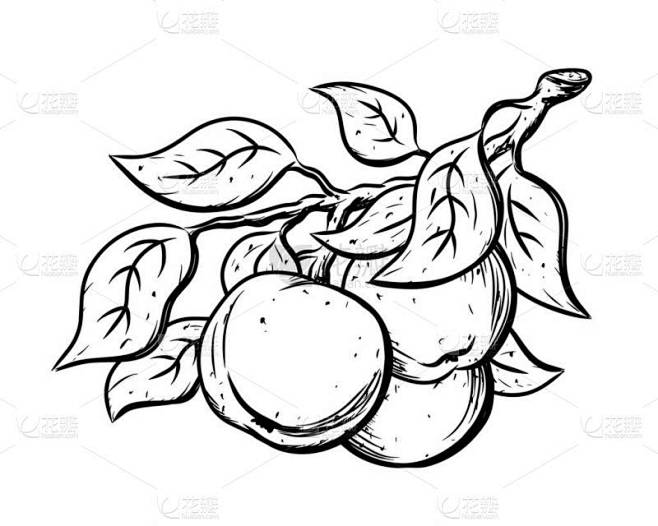 枝上有叶子的苹果墨水草图.花园果实的黑色...