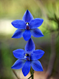 Sun Orchid (Thelymitra Ixioides)