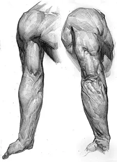 原画动漫人物人体结构解剖，肌肉骨骼躯干动…考素材 (180)