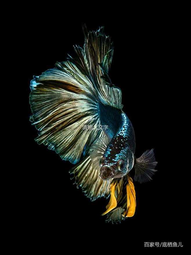 自动喜欢机器从阿空koong转采于2020-07-20 23:19:18斗鱼鱼/海洋生物