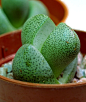 帝玉（Pleiospilos nelii），又名对叶花，番杏科对叶花属，喜温暖、干燥和阳光充足环境，不耐寒，耐干旱和半阴，忌水湿和强光暴晒，夏季高温半休眠。栽培要点：生长适温18-24度，冬季温度不低于10度；配土一般用腐叶土和粗沙的混合土，加少量骨粉，也可用腐叶土2份、园土1份、粗沙或蛭石3份的混合土；为浅根性肉质植物，生长期浇水干透浇透，夏季高温必须控制浇水，保持盆土稍干燥；生长期施肥每月一次；帝玉的繁殖常用播种法，种子随采随播，因种子细小，播后应采用“洇灌”的方法浇水，使水分从盆底慢慢洇湿土壤，发芽
