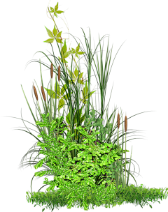 天色渐萃采集到植物,摆件