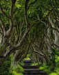 The Dark Hedges
300多年历史的橡树林荫路