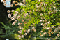 细叶水团花 Adina rubella Hance 中国植物图像库