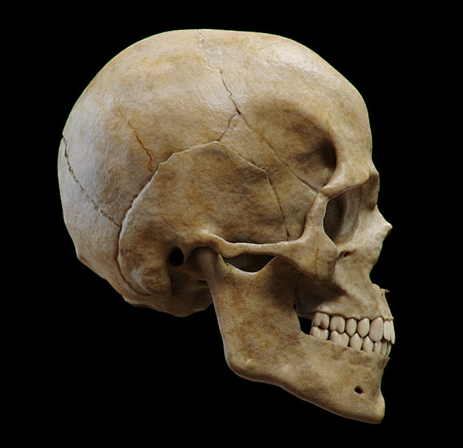 Anatomy (Skull), Guz...