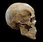 Anatomy (Skull), Guzz Soares : Study based on an skull