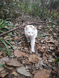 被线条捆住的人采集到喵