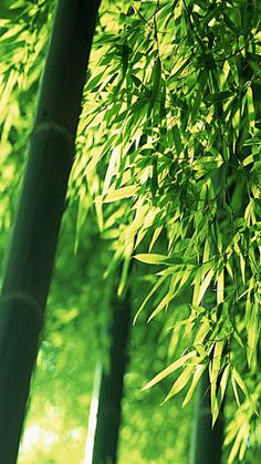 鲫鱼__采集到自然】-竹林