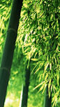 Bamboo Forest