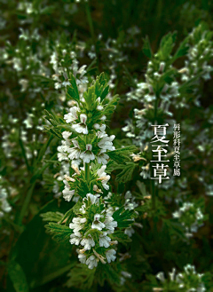 hill614采集到植物